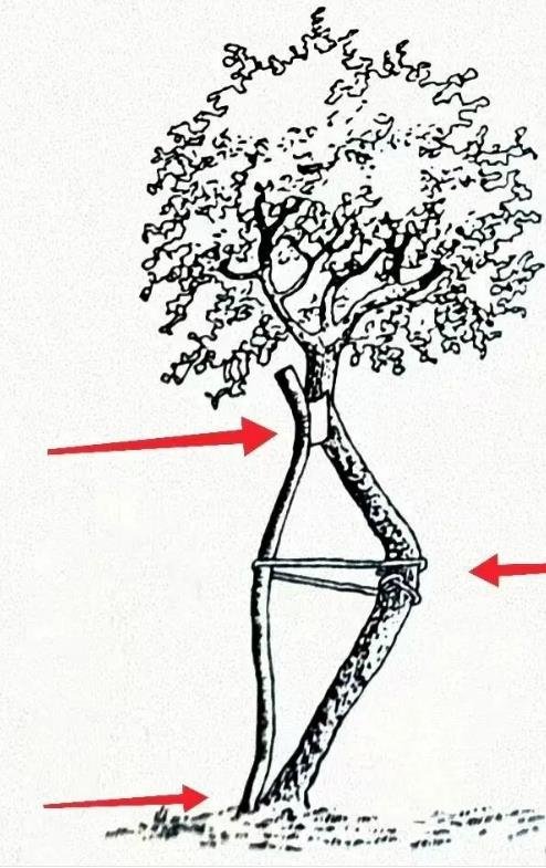 脊柱側彎矯形器(支具)  